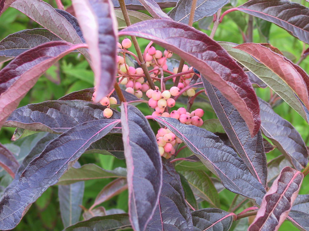 Viburnum nudum Pink Beauty 07.jpg
